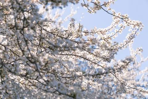 White flowers on tree branches. Spring blossom. Warm atmosphere. Fotos Stock