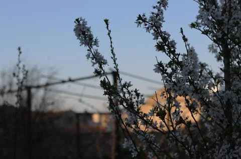 White Flowers In The Tree Bud Stock Photos