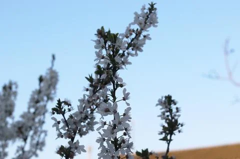 White Flowers In The Tree Bud Stock Photos