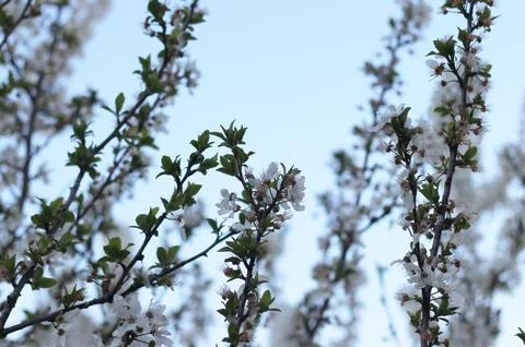 White Flowers In The Tree Bud Stock Photos