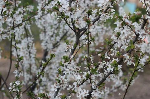 White Flowers In The Tree Bud Stock Photos