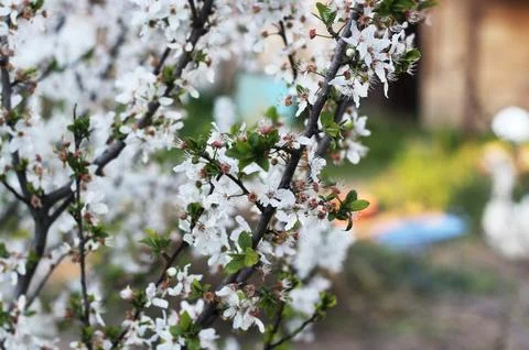 White Flowers In The Tree Bud Stock Photos