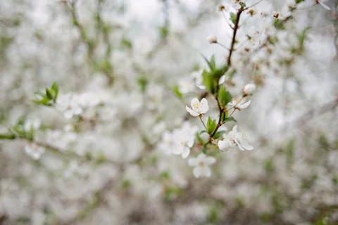 White flowers on a tree. A cherry or apple tree in bloom. Stock Photos