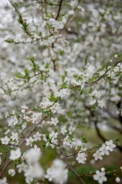 White flowers on a tree. A cherry or apple tree in bloom. Stock Photos