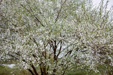 White flowers on a tree. A cherry or apple tree in bloom. Stock Photos