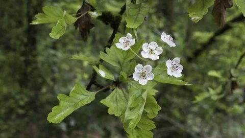White flowers On A Tree Stock Footage 75929378
