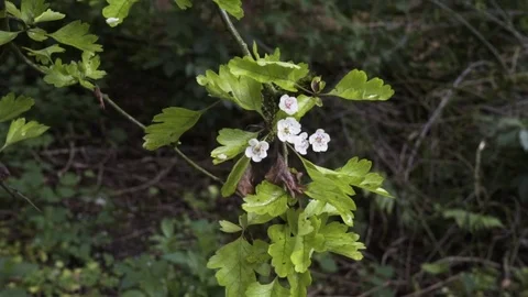 White Flowers On A Tree Stock Footage 75930104