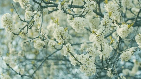 White flowers on a tree Stock-Footage 107821976