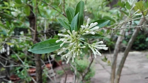 White flowers on tree Video stock 108895123