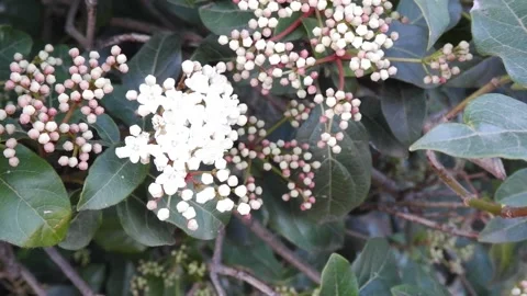 White flowers on a tree 스톡 동영상 172259626