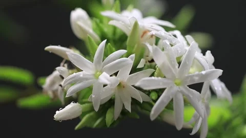 White flowers on the tree Stock Footage 242555165