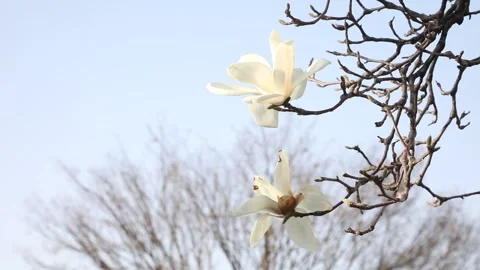 White flowers of a tree	 스톡 동영상 310298814