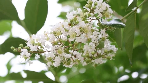 White flowers of a tree Video stock 310919923