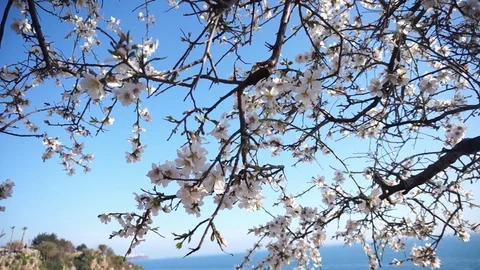 White flowers on tree on foreground with blue sky and nice blue sea backgrou Stock-Footage 126181833