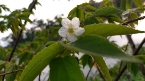White flowers on a tree moving in the wind. Video stock 186844342