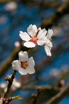 White flowers of tree Stock Photos