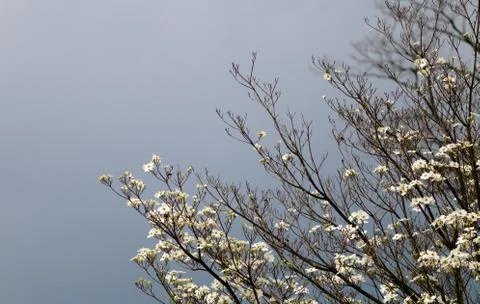 White Flowers On Tree Stock Photos