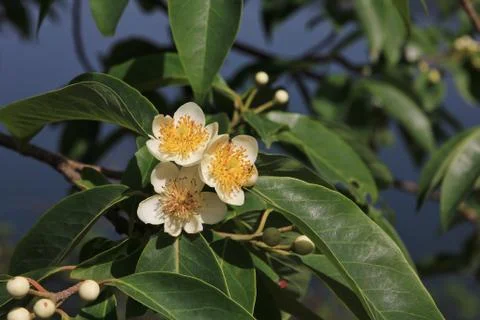 White flowers of a tree. Stock Photos
