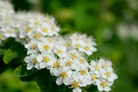 White flowers of a tree Stock Photos