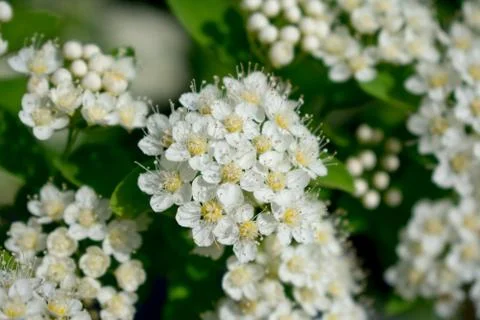 White flowers of a tree Stock Photos
