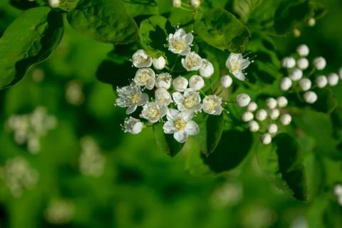 White flowers of a tree Stock Photos