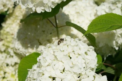 White flowers of a tree Stock Photos