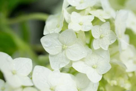 White flowers of a tree Stock Photos