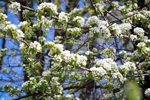 White flowers of tree Stock Photos