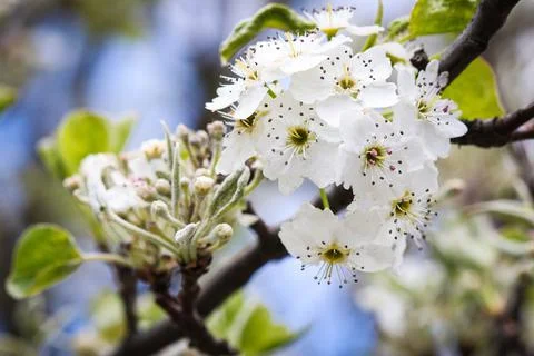 White flowers of tree Stock Photos