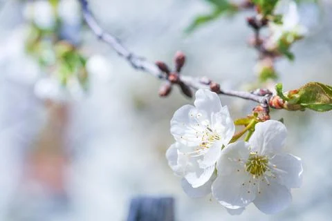 White flowers of tree Stock Photos