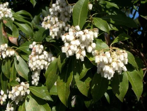 White Flowers On The Tree Stock Photos