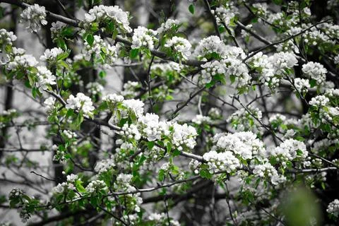 White flowers of tree Stock Photos