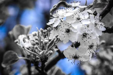 White flowers of tree Stock Photos