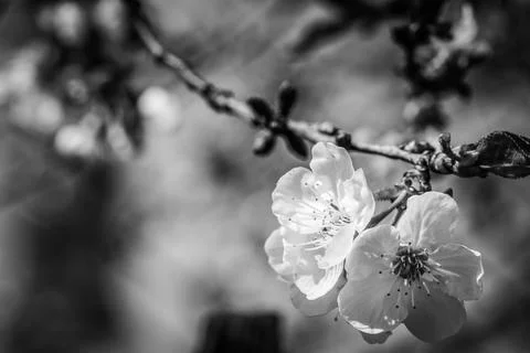 White flowers of tree Stock Photos