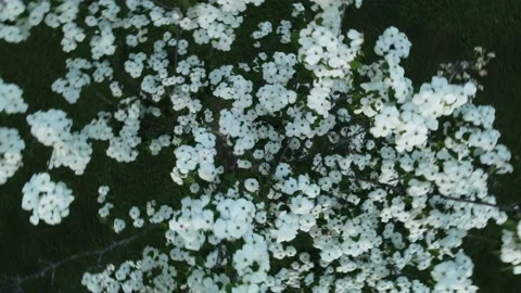 White flowers in tree spinning Stock Footage 195190964