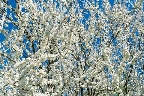 White flowers on a tree. Spring bloom. Beautiful flower landscape. Foto stock