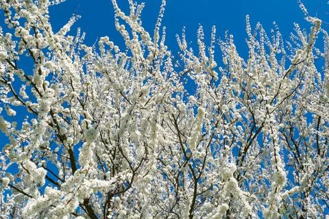White flowers on a tree. Spring bloom. Beautiful flower landscape. Stock Photos