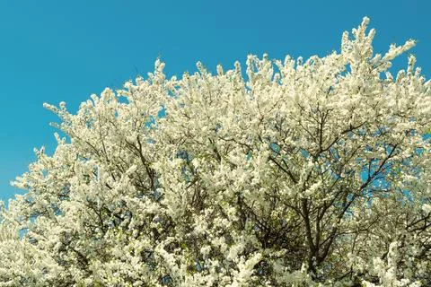 White flowers on a tree. Spring bloom. Beautiful flower landscape. Stock Photos