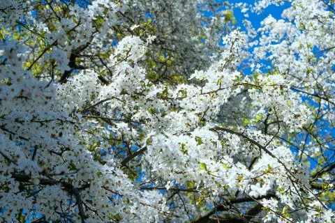 White flowers on a tree. Spring bloom. Beautiful flower landscape. Stock Photos