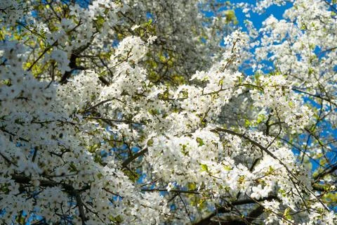 White flowers on a tree. Spring bloom. Beautiful flower landscape. Stock Photos
