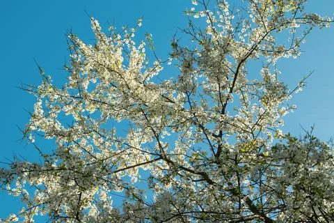 White flowers on a tree. Spring bloom. Beautiful flower landscape. Stock Photos