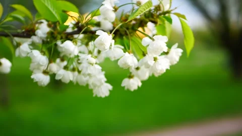 White flowers on a tree in a spring garden. Stock Footage 320366028
