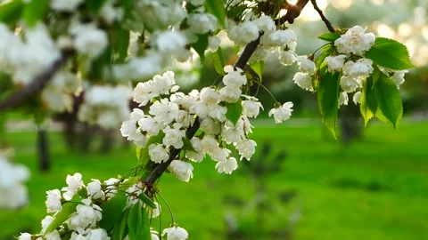 White flowers on a tree in a spring garden. Stock Footage 320366040