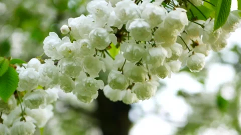 White flowers on a tree in a spring garden. Stock Footage 323440406