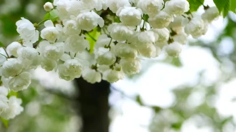White flowers on a tree in a spring garden. Stock Footage 323440422