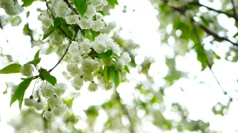 White flowers on a tree in a spring garden. Stock Footage 323440532