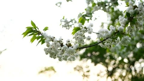 White flowers on a tree in a spring garden. Stock Footage 323440599
