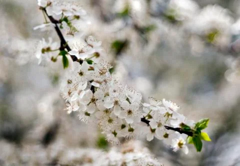 White flowers of tree in spring Stock Photos