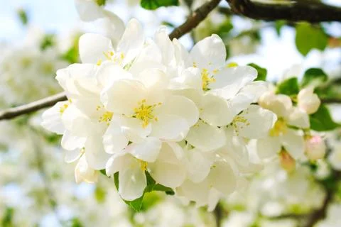 White flowers on a tree in a spring Foto stock