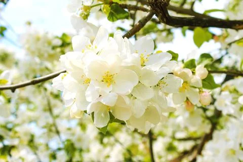 White flowers on a tree in a spring Stock Photos